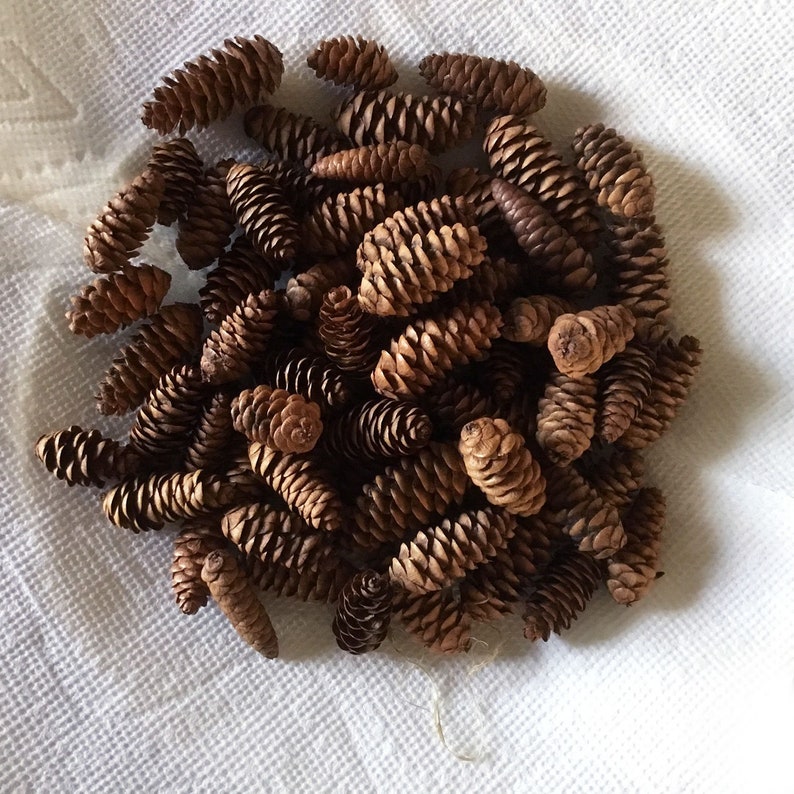 Fairy Garden Trim 1 to 2 Tiny Miniature Pine Cones 50+ pieces Free Shipping