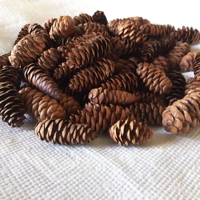 Fairy Garden Trim 1 to 2 Tiny Miniature Pine Cones 50+ pieces Free Shipping