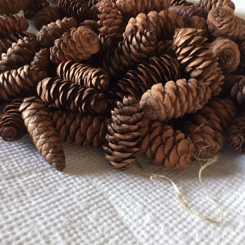 Fairy Garden Trim 1 to 2 Tiny Miniature Pine Cones 50+ pieces Free Shipping