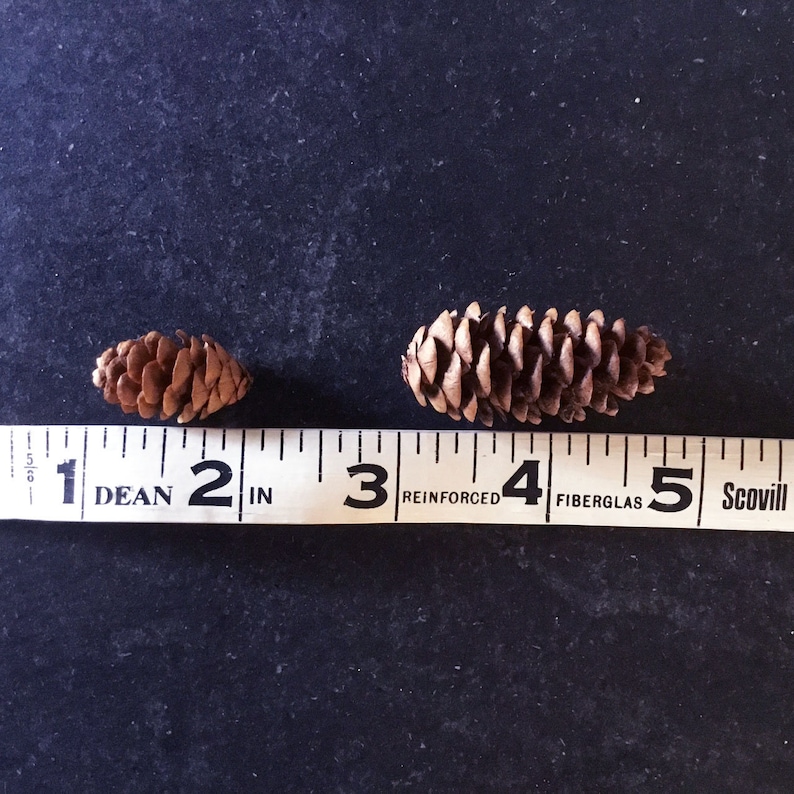 Fairy Garden Trim 1 to 2 Tiny Miniature Pine Cones 50+ pieces Free Shipping