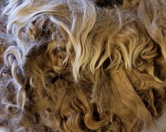 FINAL 2# 1 yr medium fawn raw suri alpaca fiber John