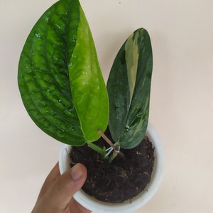 Monstera Peru Karstenianum Variegated Two Leaf