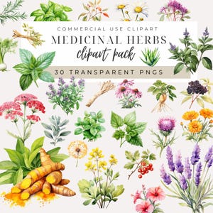 Hierbas medicinales Clipart DESCARGA INSTANTÁNEA Gráficos botánicos de acuarela, hierbas, vegetación, cocina y cocina Medicinas herbales, Planta PNG