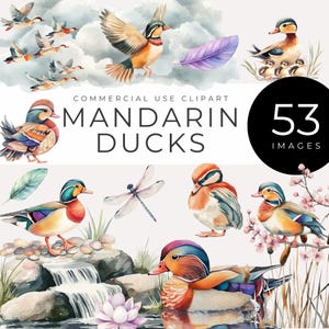 Imágenes prediseñadas de pato de la suerte, DESCARGA INSTANTÁNEA, gráficos de pato mandarín de vida silvestre en acuarela, escenas de estanques naturales, flores de cerezo, aves acuáticas para invitaciones
