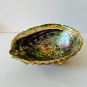 May include: An iridescent abalone shell with a textured surface and a natural, organic shape. The shell displays a range of colors, including green, gold, and blue, with a pearlescent sheen. The shell is a decorative item.