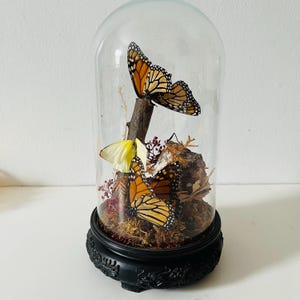 Vintage Taxidermy Entomology Real Monarch Butterflies with Amethyst in Glass Cloche Dome Cottagecore Home Decor