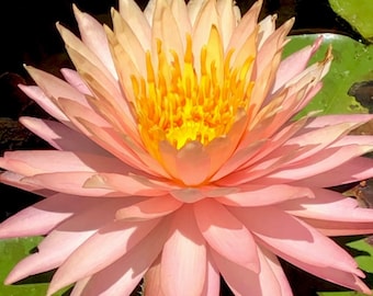 Rare Light Pink, Sun Spark, Hardy Water Lily Tuber, Live Plant