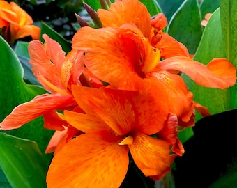 Canna Lily Rhizome Bulb, Cannova Orange Shades, Live Plant - Etsy