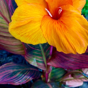 Variegated Canna Lily Rhizome Bulb, Giant Phasion / African Sunset / Tropicanna, Live Plant