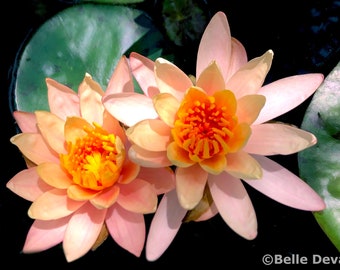 Peach & Pink, Nymphaea Sioux, Hardy Water Lily Tuber, Live Plant