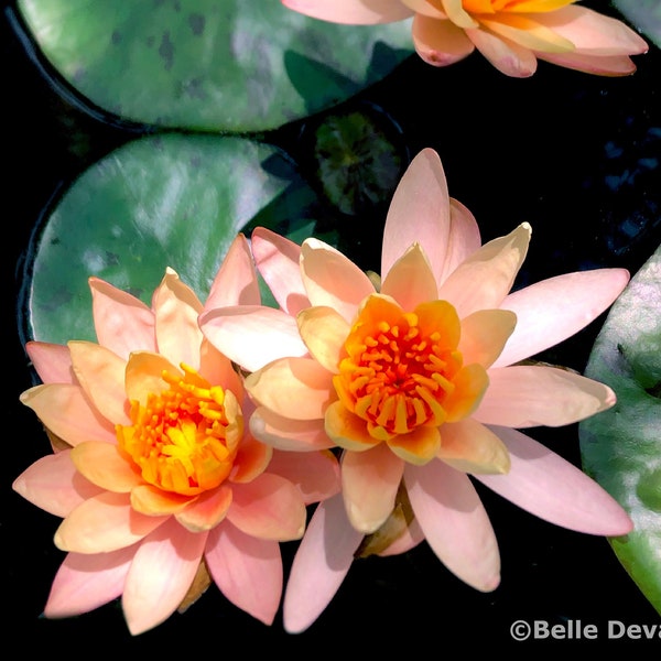 Hardy Water Lily Live Plant - Pink & White Blooms, Full Sun/Part Shade, Pond Plant 13 thumbnail image
