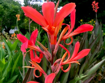 Rare Canna Lily Rhizome Bulb, Bird of Paradise, Live Plant