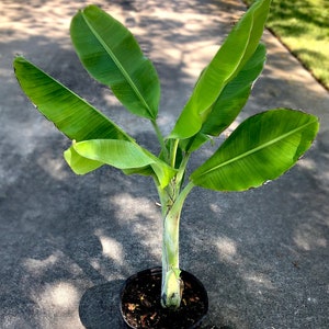 Musa Manzano, Cold Hardy Banana Tree, Live Plant, Fruit Tree