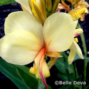 Canna Lily Rhizome Bulb, Davia, Creamy Yellow, Live Plant