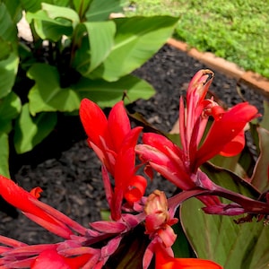 2 Canna Lily Rhizome Bulb, Red Musafolia, Live Plant