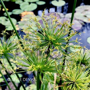 Dwarf Papyrus, Cyperus Haspan, Aquatic Plant
