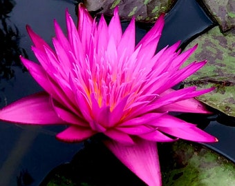 Pink Queen of Siam, Water Lily Tuber, Live Plant