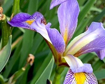 Southern Blue Flag, Water Iris, Purple Bloom, Live Plant