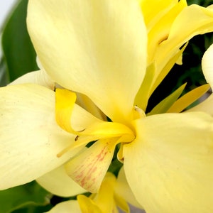 Canna Lily Rhizome Bulb, Lemon Cannova, Live Plant