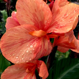 Bulbi Resistenti Al Freddo Bulbi Di Canna Indica - Fiori Colorati E Facili Da Coltivare, 2 Bulbi Semi Girasole Da Piantare