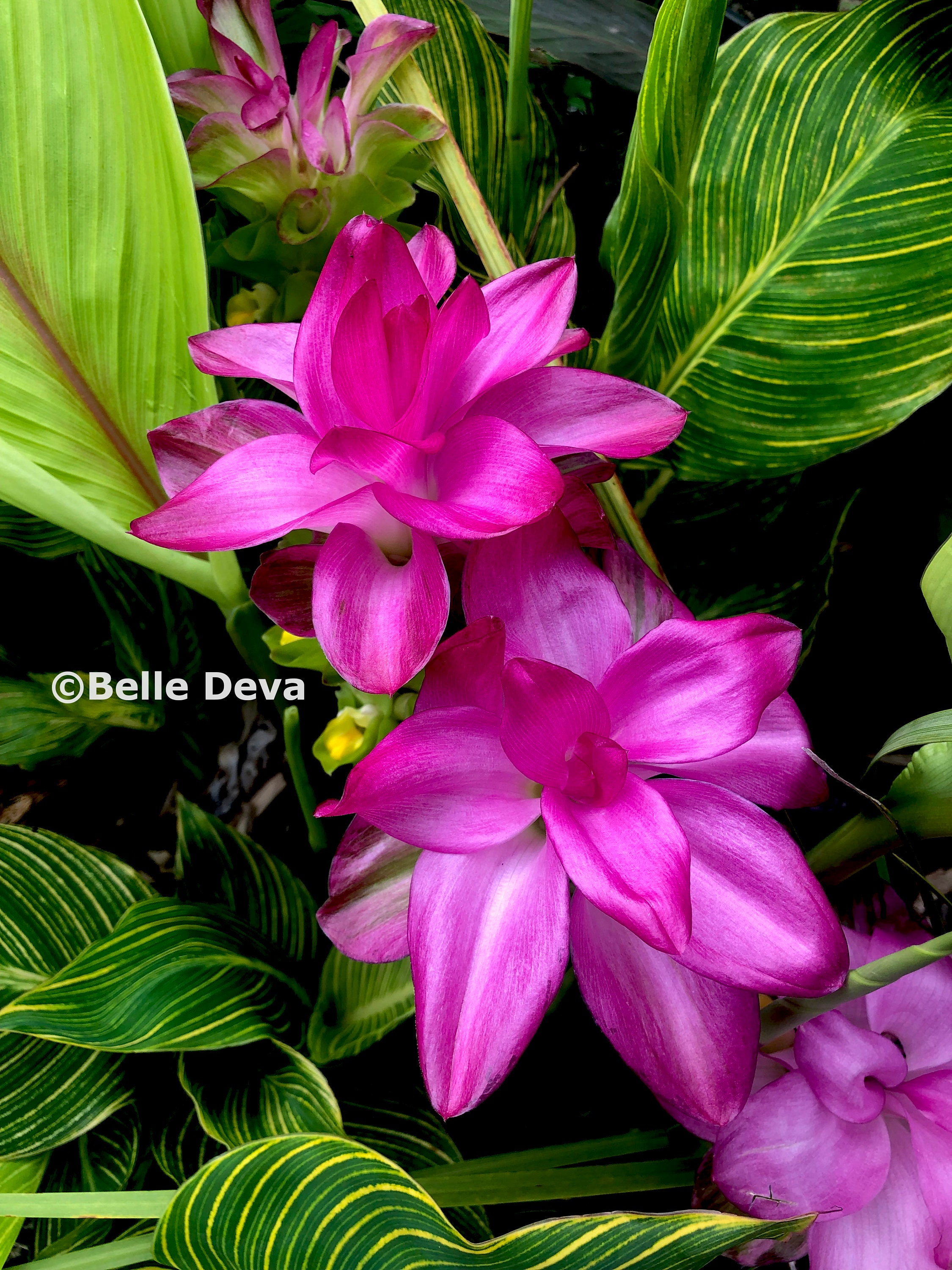 Hidden Ginger Rhizome curcuma, Live Plant, Purple Bloom & Bright Green ...