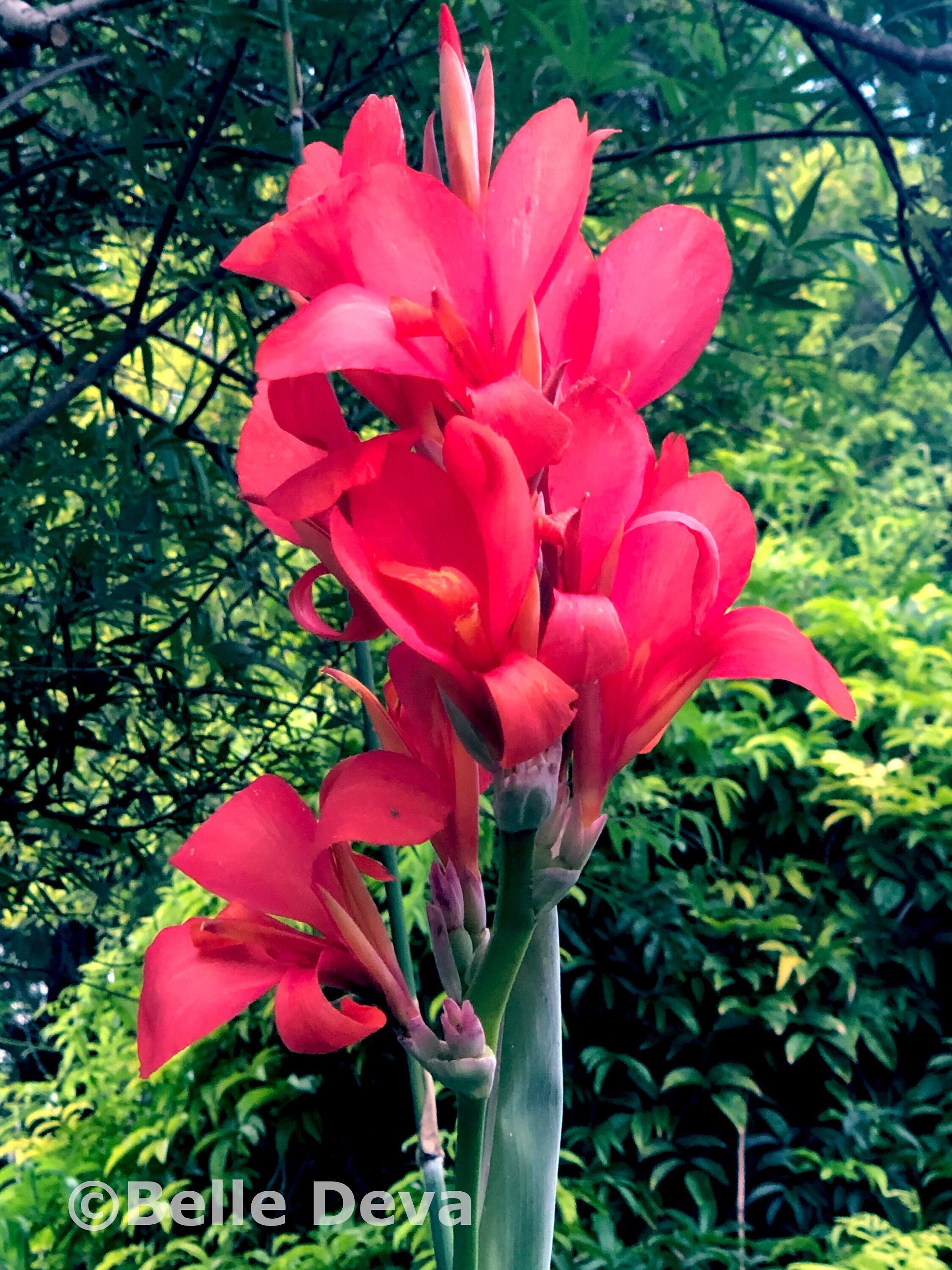 Rare Canna Lily Rhizome Bulb, Pink & Salmon Compacta, Live Plant