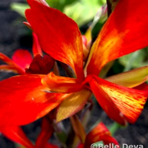 Canna Lily Rhizome Bulb, Flaming Kabob, Live Plant
