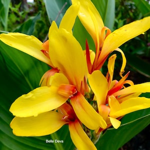 Canna Lily Rhizome Bulb, Fiesta, Live Plant