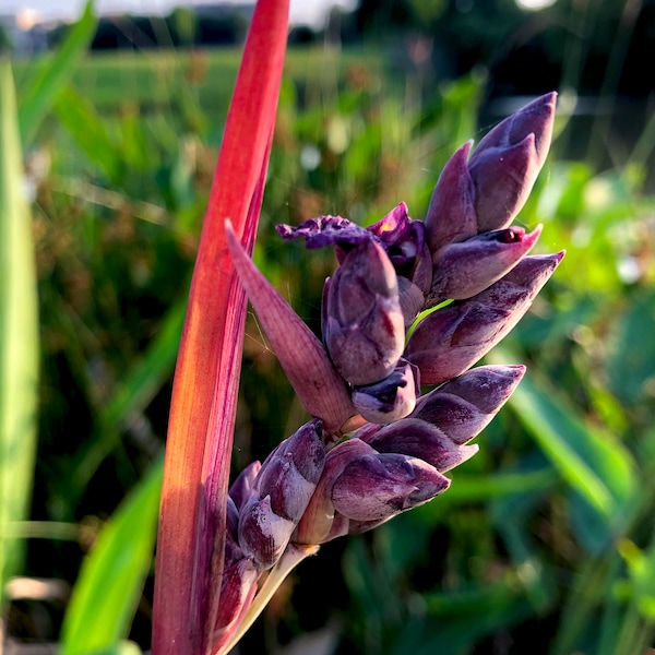 Thalia Dealbata, Aquatic Water Canna Lily, Alligator-Flag, Purple Bloom, Live Plant