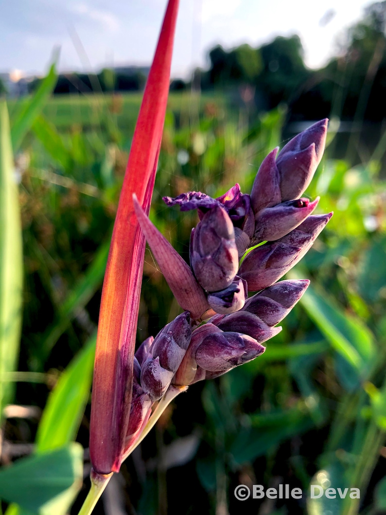 Belledeva Thalia Dealbata Canna Lily - Thumbnail 2