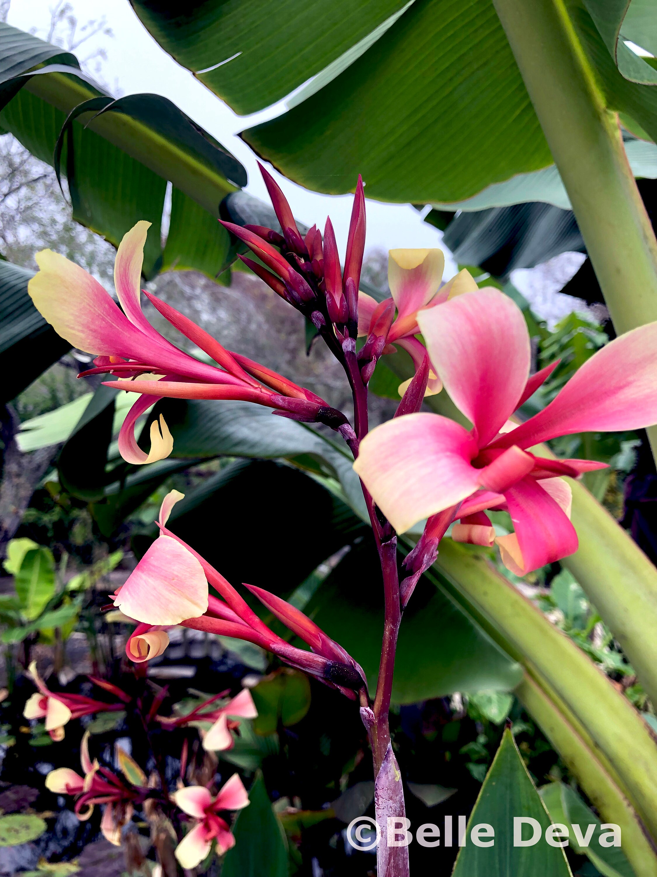 Canna Lily Rhizome 'Gravitas' - Produces Stunning White, Cream, Pink & Red Flowers