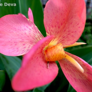 2 Canna Lily Rhizome Bulb, Freckle Face, Live Plant