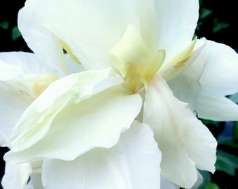 Rare Canna Lily Rhizome Bulb, Alaska, White Blooms, Live Plant