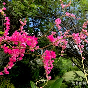 Pink Coral Vine (queen's Wreath) Seeds - Etsy