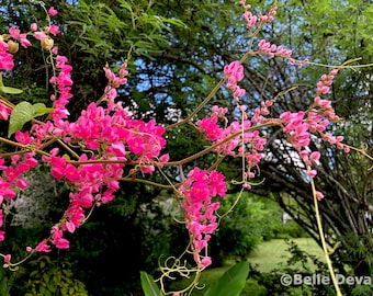 Pink Coral Vine (Queen's Wreath) Seeds