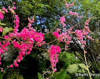 Pink Coral Vine (queen's Wreath) Seeds - Etsy