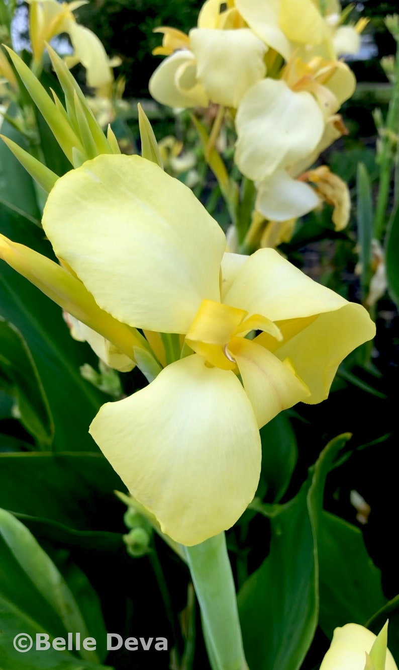 Belledeva Cannova Canna Lily Rhizome - Thumbnail 4