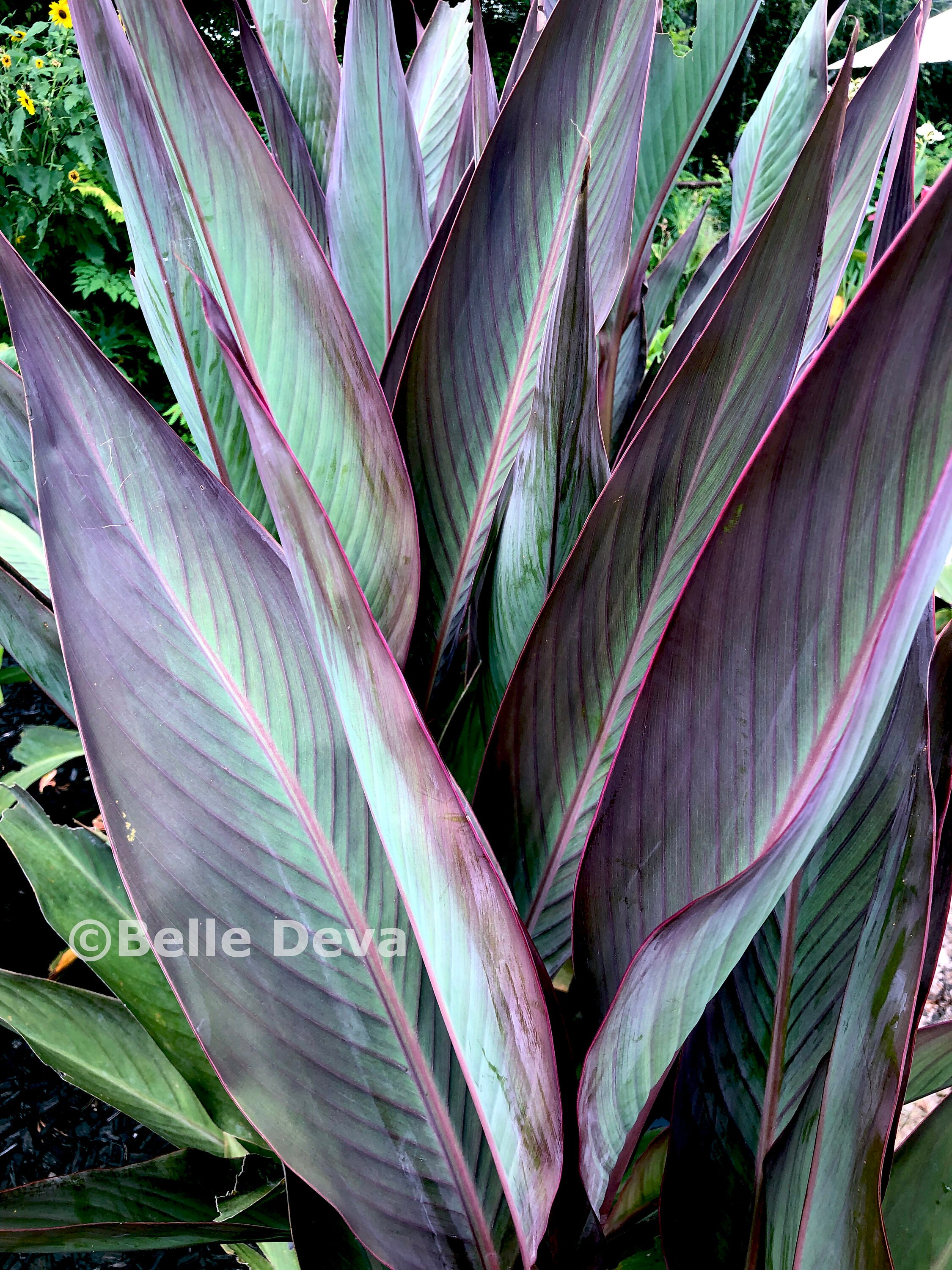 Rare Canna Lily Rhizome Bulb, Bird of Paradise, Live Plant Etsy