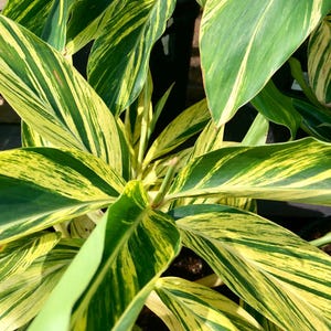 May include: Close-up of a variegated ginger plant with long, green and yellow striped leaves. The leaves are arranged in a fan shape, with the tips of the leaves pointing towards the center of the image. The plant is in a pot, but the pot is not visible in the image. The text "BELLE DEVA" is visible in the lower right corner of the image.