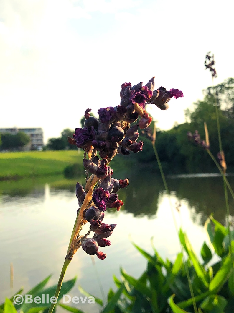 Belledeva Thalia Dealbata Canna Lily - Thumbnail 4