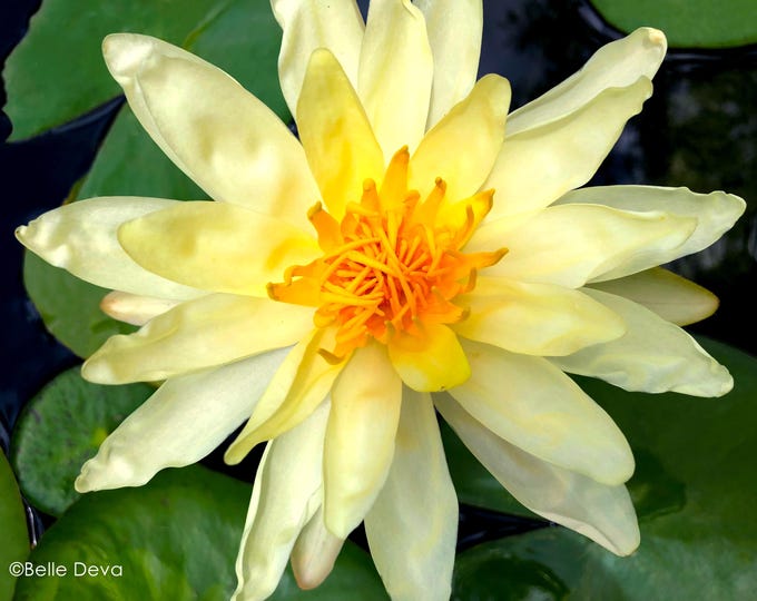 Yellow Hardy Water Lily