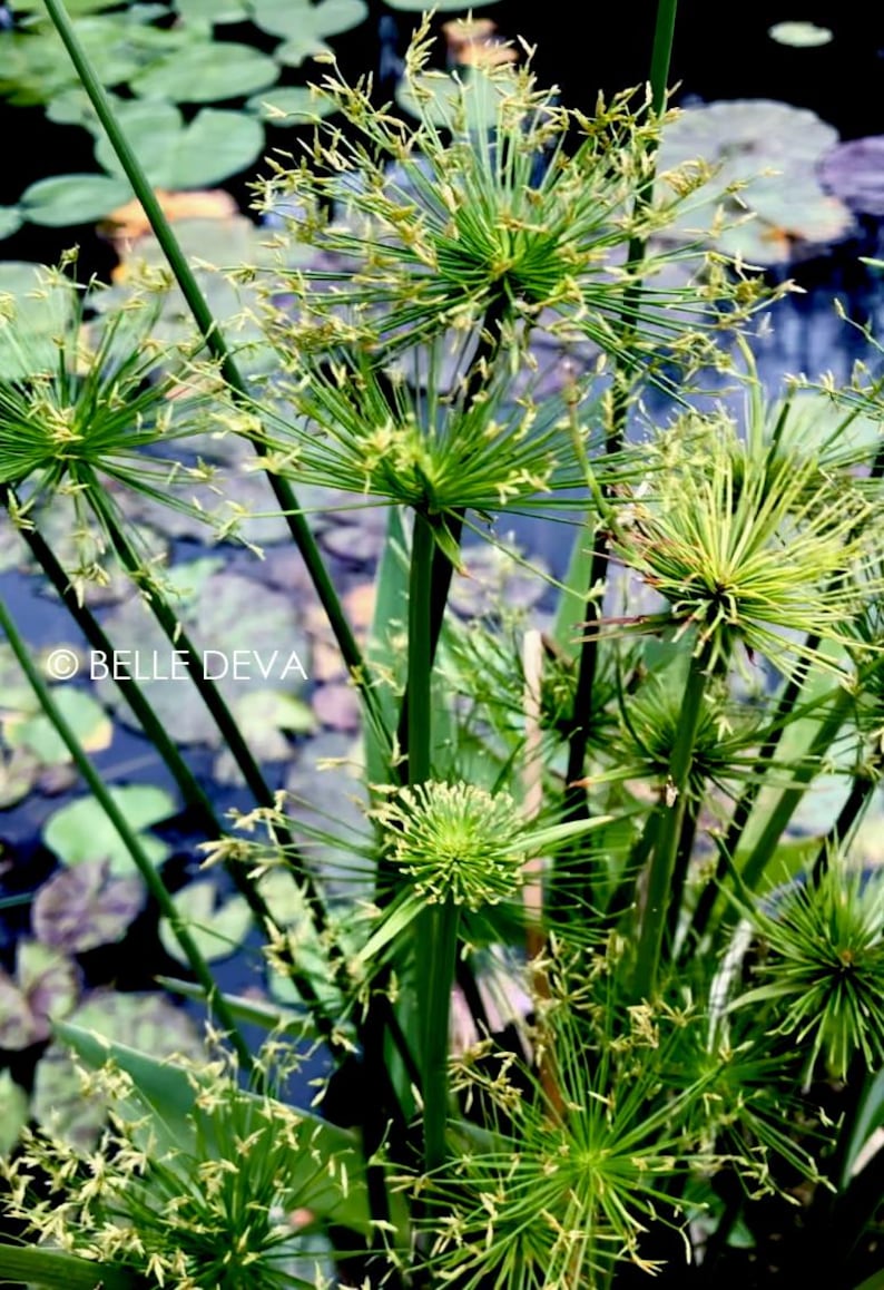 Belledeva Dwarf Papyrus