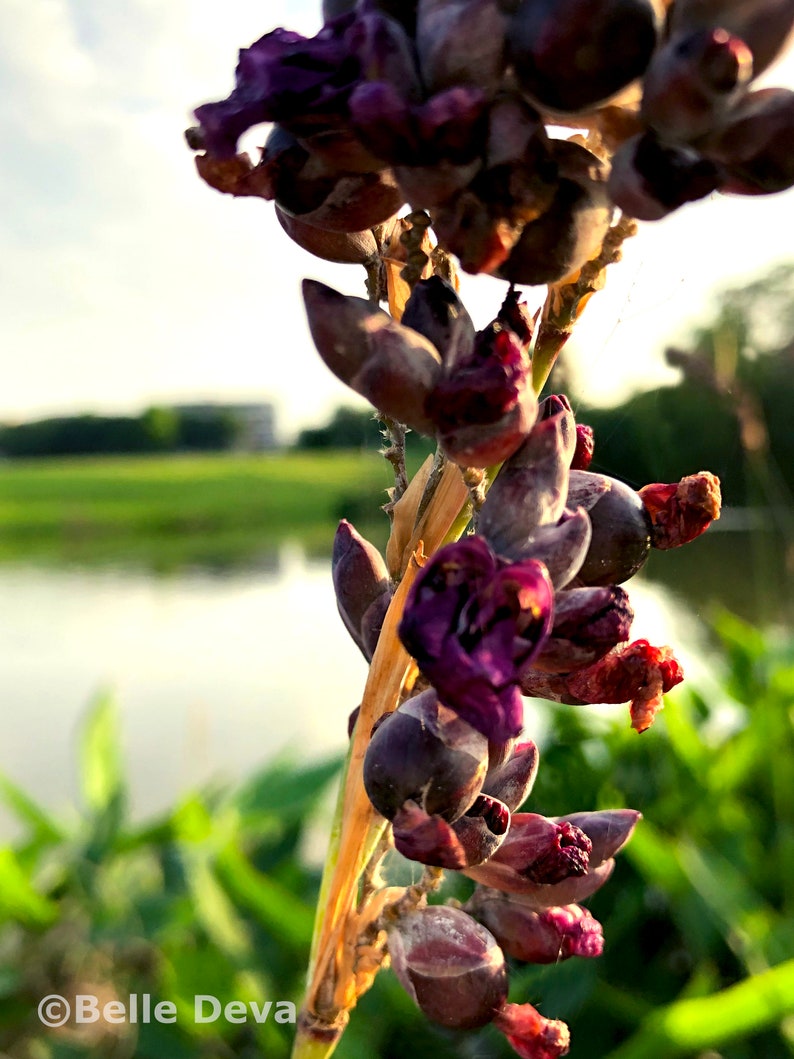 Belledeva Thalia Dealbata Canna Lily - Thumbnail 5