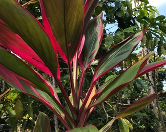 Hawaiian Green/Pink/Red Hybrid Ti Leaf Cutting 6&quot; Starter Logs 3 Pack