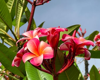 Hawaiian Pink Plumeria Double Head Starter Cutting Unrooted 10&quot; x1