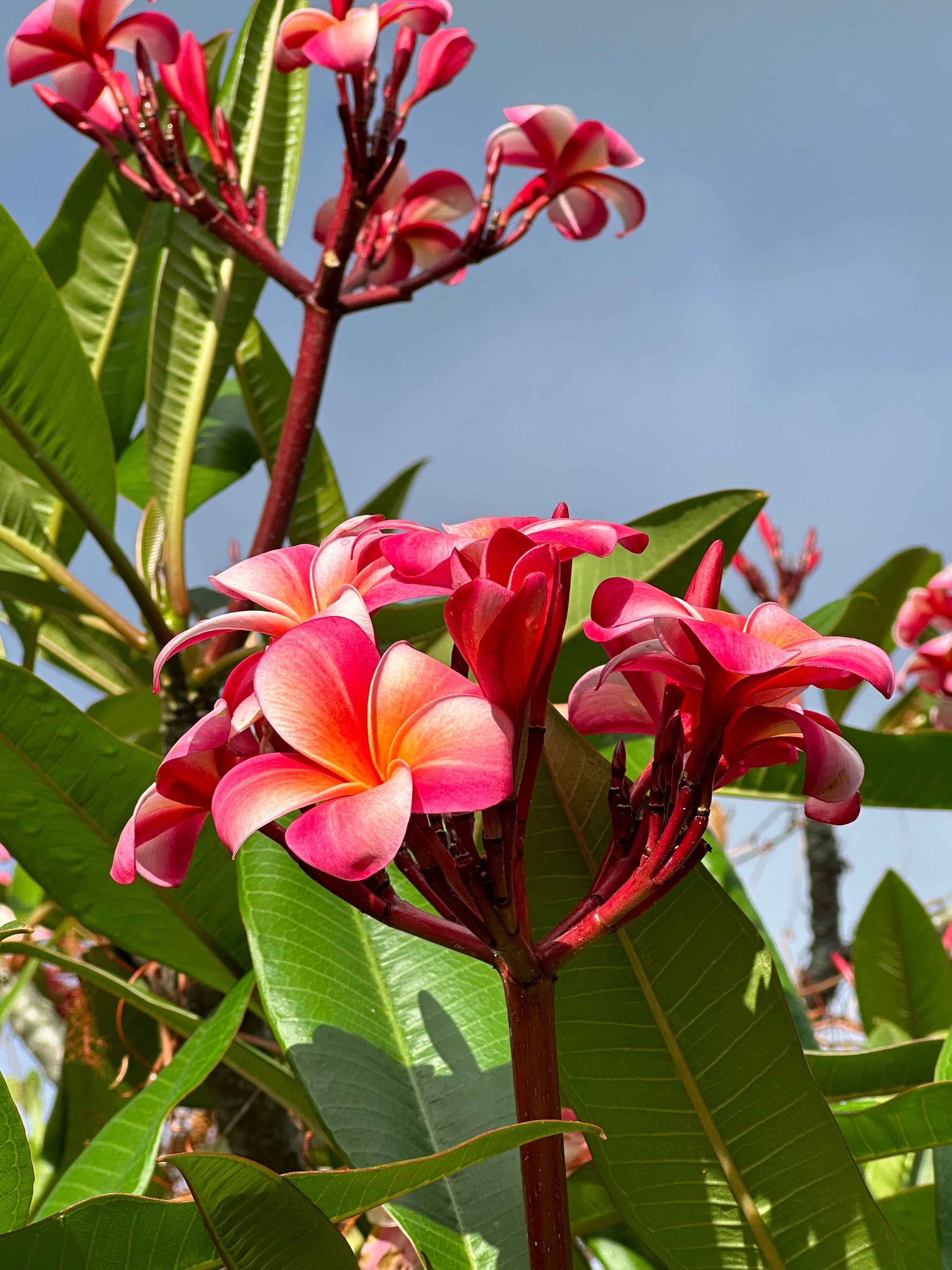 Hawaiian Pink Plumeria Starter Single Head Cutting Unrooted 10" x1