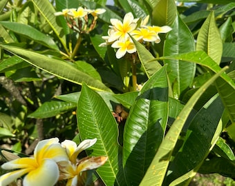 Hawaiian Yellow Plumeria Starter Double Head Cutting Unrooted 10&quot; x1
