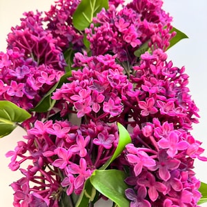 Bouquet of Purple Lilac
