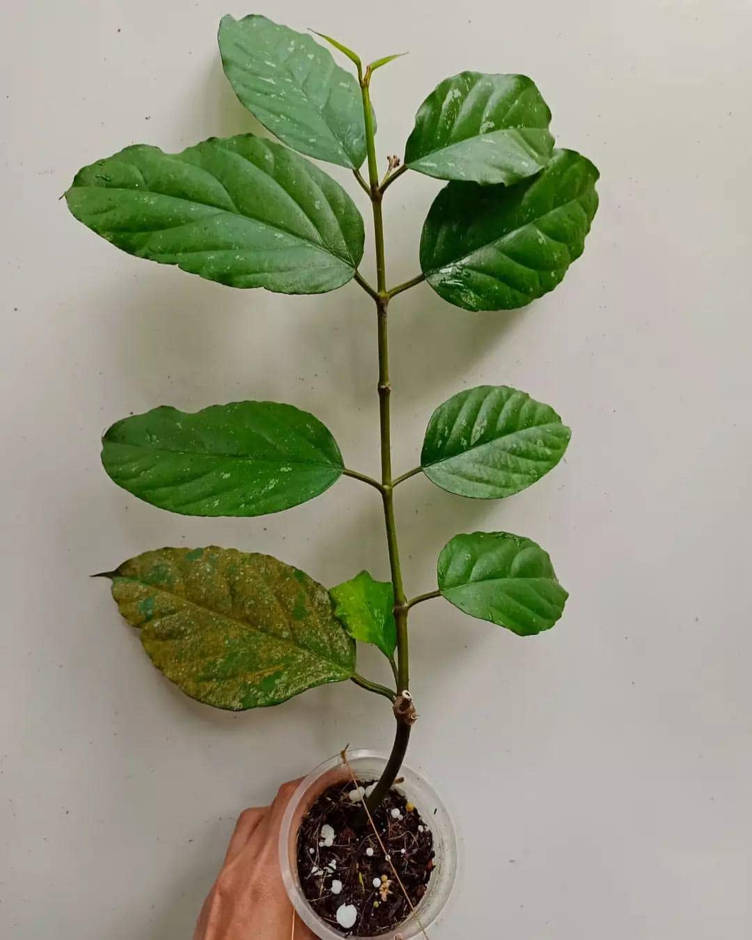 Hoya Lasiantha Plant Free Phytosanitary Certificate