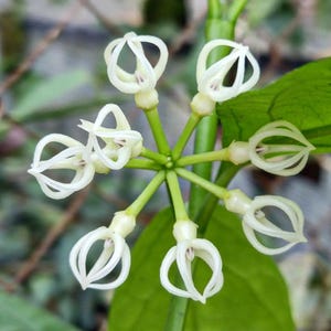 Hoya Decipulae Plant Free Phytosanitary Certificate